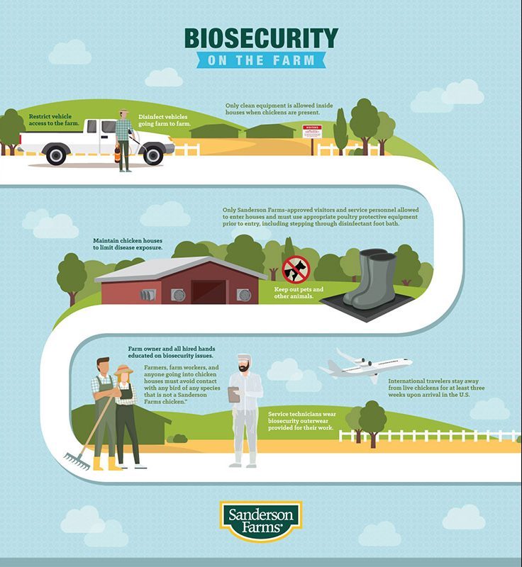 Sanderson Farms Infographics The Cirlot Agency